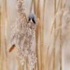 Sykorice vousata - Panurus biarmicus - Bearded Reedling o3460